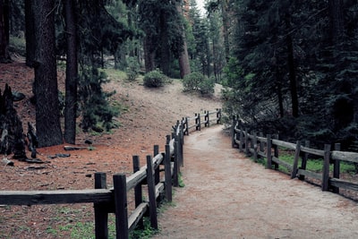 During the day in the forest brown wooden fence
